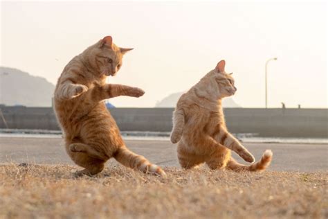 アッチョンブリケ：宇宙の果てで踊る猫たちの哲学