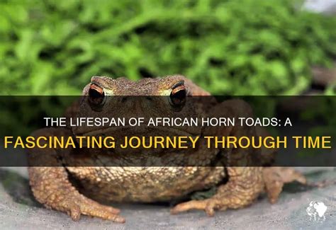  The Story of Xandros: A Journey Through Time and Talking Toads!