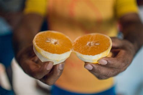  The Three Oranges: Khám phá câu chuyện dân gian Brazil về lòng tham và sự tự mãn!