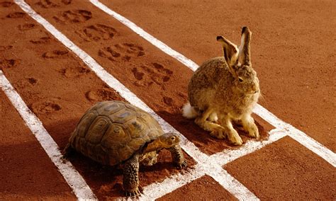  The Tortoise and the Hare - A Whimsical Tale Illustrating Patience and Persistence!