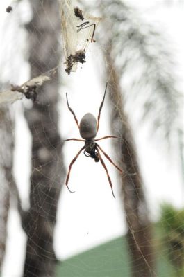  The Yellow Spider: A Tiny Creature Weaving Tales of Love and Courage!